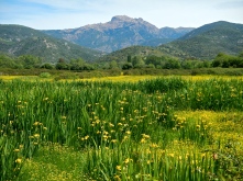 Fields of Irises West coast